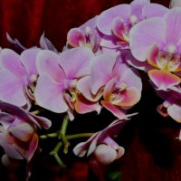 Орхидеи :: Алена Шуплецова