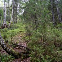 Там, на неведомых дорожках (1) :: Елена Перевозникова