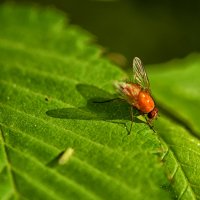 Оранжевая муха :: Юрий Митенёв