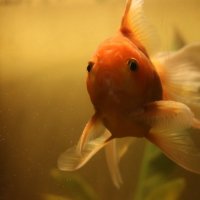 Золотая рыбка :: Екатерина Пехова