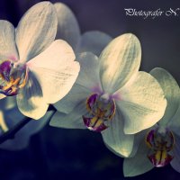 Орхидея :: Наталья Vorobjeva