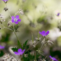 бал цветов :: Эльмира Суворова