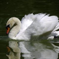 Белый лебедь на пруду... :: Алексей Климов