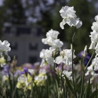 Iris Garden :: Irini Pasi