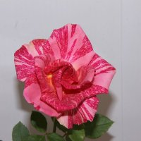 роза :: данил k
