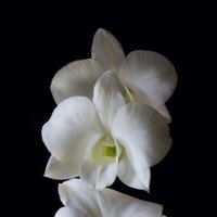 Orchidaceae- Dendrobium :: Ирина Котенева