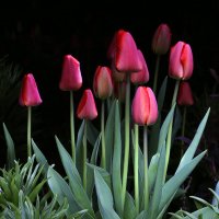 tulips :: Виктор Масальский
