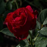 роза после дождя :: valera knysh