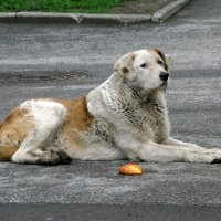 Бездомная собака. :: Крузо Крузо