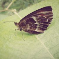 Бабочка :: Екатерина Таскаева