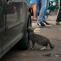 Авто пикник в СВАО, интересное фото :: Сергей Васильевич