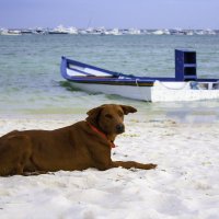 Собачка на пляже :: Дмитрий Иванов