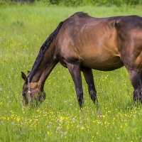 Лошадь :: oldmrock 