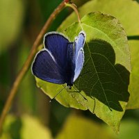 Тень бабочки :: Виталий Житков
