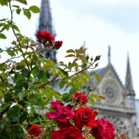 Notre Dame de Paris :: Olga Stolpovskaya