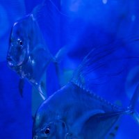 COEX аквариум :: Вячес 