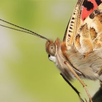 Портрет бабочки :: Александр Чудесенко