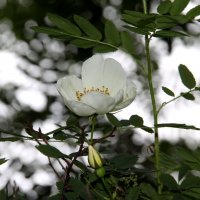 Белый шиповник, дикий шиповник... Краше садовых роз... :: Надежда Млат 