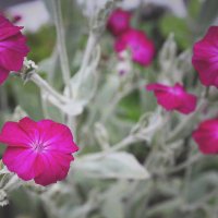 little flowers :: Inna Radchenko (Gorovaya)