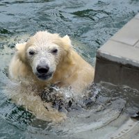 Водные процедуры юной медведицы :: Владимир Анакин