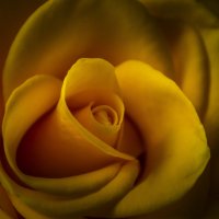 солнечная роза :: АЛЛА Смирнова