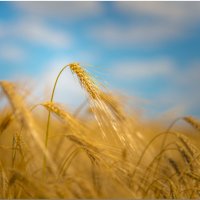 Ко времени созрел пшеничный колос. :: Светлана Дымченко