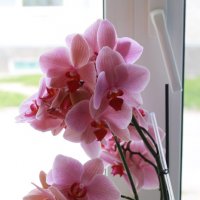 орхидея :: Ирина Рыкина
