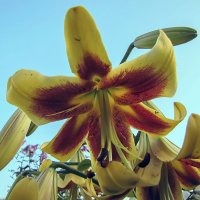 Golden Swanson Lily :: Сергей Мягченков