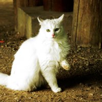 Белый кот - попрошайка :: Ollfun 