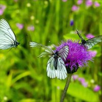 бабочки :: Александр Фёдоров