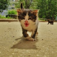 котята :: Вадим Виловатый