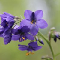 Синий цветок. :: Инна Кузнецова
