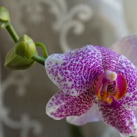 орхидея :: Светлана Фомина