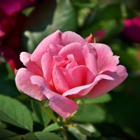 Розовая роза :: Наталия Короткова