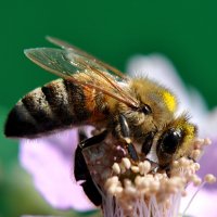 пчела :: A N U B I S Mariupol