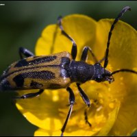 Усач цветочный - Brachyta interrogationis (Linnaeus, 1758) :: Игорь Дементьев