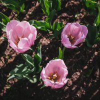 Тюльпаны розовые :: Сказка N