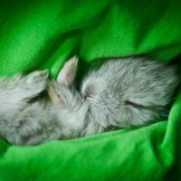 Спящий кролик) :: Ольга Пуковецкая