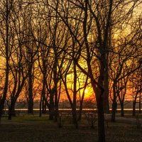Закат за деревьями :: Богдан Петренко