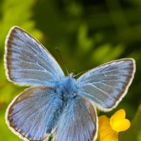 Бабочка :: Денис Матвеев