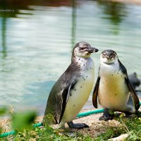 Пингвины в Парке Птиц :: Светлана Сушинских