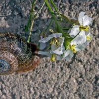 Флора и фауна :: Ольга Маркова