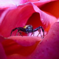 паук и роза :: Денис Сидельников