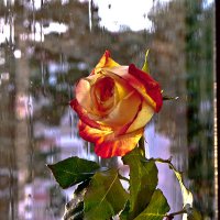 Уходящее солнце, дождь и роза :: Тамара Цилиакус