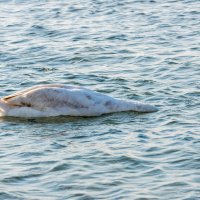 Ныряющий Лебедь :: Денис Красненко