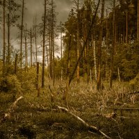 Болотце в лесу :: Андрей Гусев