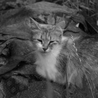 бездомная кошка :: Ирина Рыкина