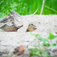 Все тот же суслик :-) :: Юлия Makarova