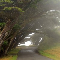 Point Reyes.Сила океанского ветра, туман. :: Размик Марабян