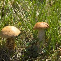 Первые грибы :: Владимир Богославцев(ua6hvk)